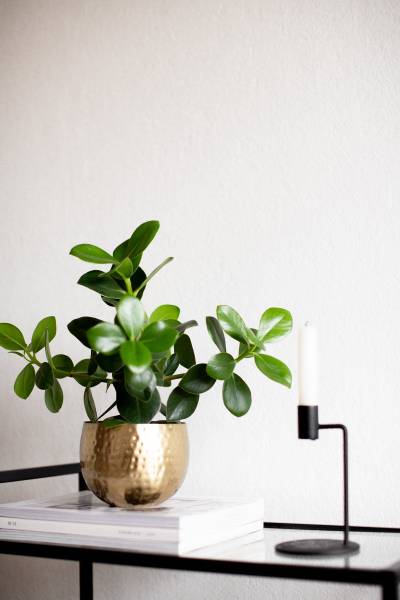 Blumentopf Baha – Gold, Ø 14 cm Gold