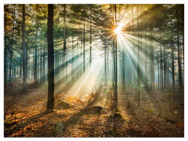 Fototapete Sonnenuntergang Bäume Natur 450 x 315 x 315 cm