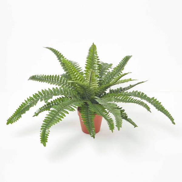 Fougère artificielle Boston Vert - Polyester - 16 x 45 x 45 cm