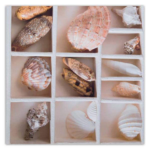 Wandbild sortierte muscheln in einer 30 x 30 cm