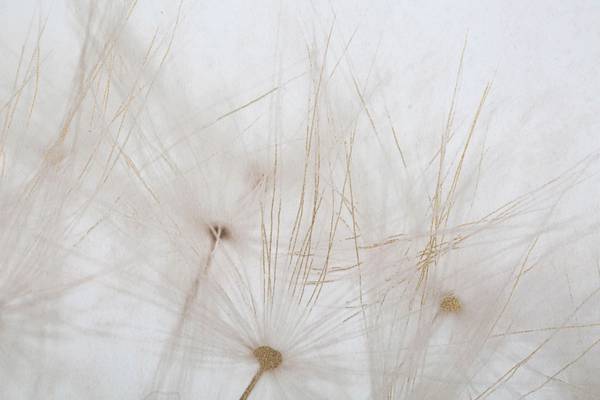 Canvasafdruk Blik massief hout - 3 x 120 x 80 cm