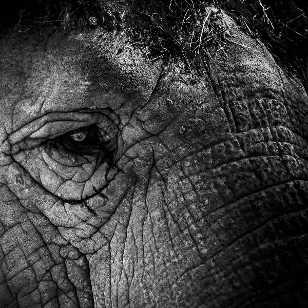 Tableau eléphant close up 80 x 120 x 80 cm - Matière plastique