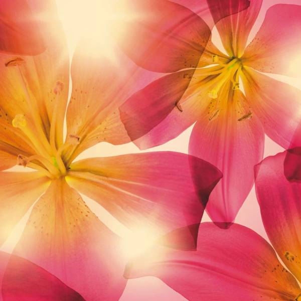 Fototapete 612258 Pink - Papier - 368 x 254 x 368 cm