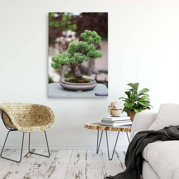 Canvas schilderij bonsaiboompje 70 x 100 cm