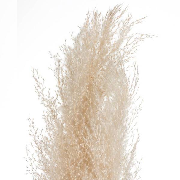 Trockenblumen PAMPA 3er-Set Beige - Naturfaser - 11 x 109 x 11 cm