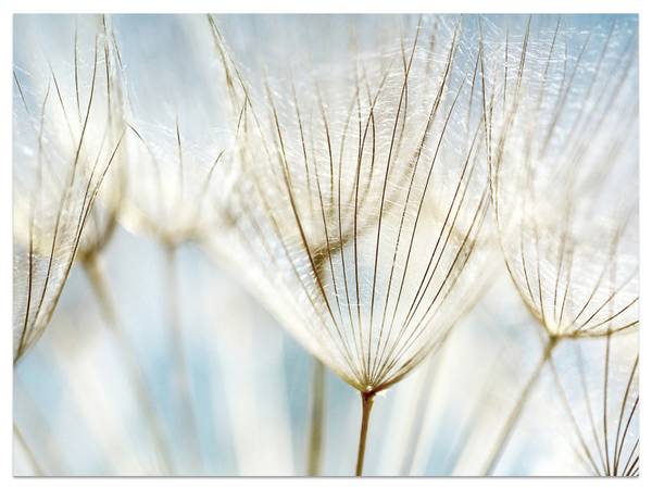 Fototapete Löwenzahn Pflanzen Natur 400 x 280 x 280 cm