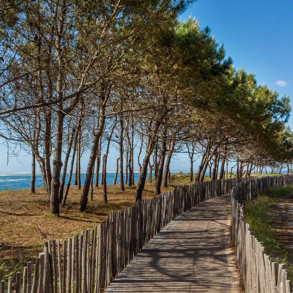 Tableau mural chemin d'Arcachon 44 x 44 cm