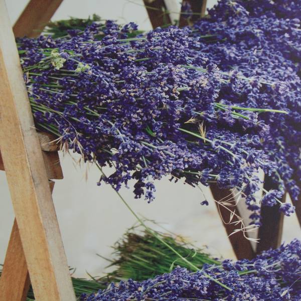 Leinwandbild Getrockneter Lavendel Violett - Baumwollstoff - 50 x 70 x 1 cm