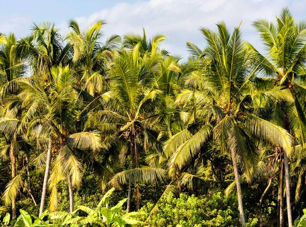Panorama-Tapete exotische kokospflanze Grün - Papier - 364 x 270 x 1890 cm