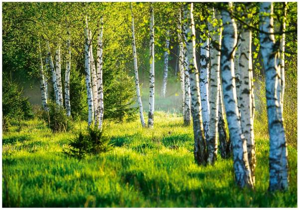 Papier peint Forêt Nature Salon 400 x 280 cm