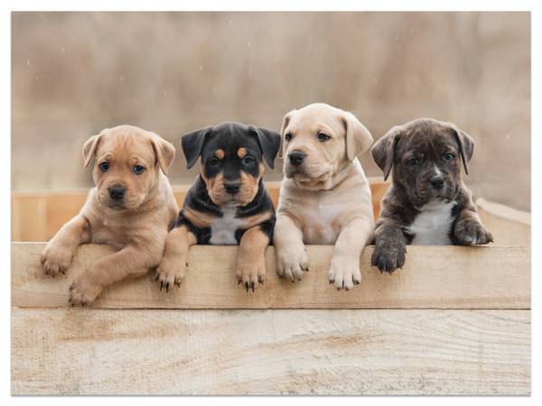 Papier Peint Chiens Famille Chiots 150 x 105 x 105 cm