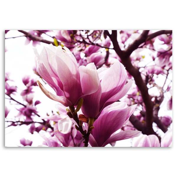 Tableau déco magnolia en fleurs 90 x 60 cm