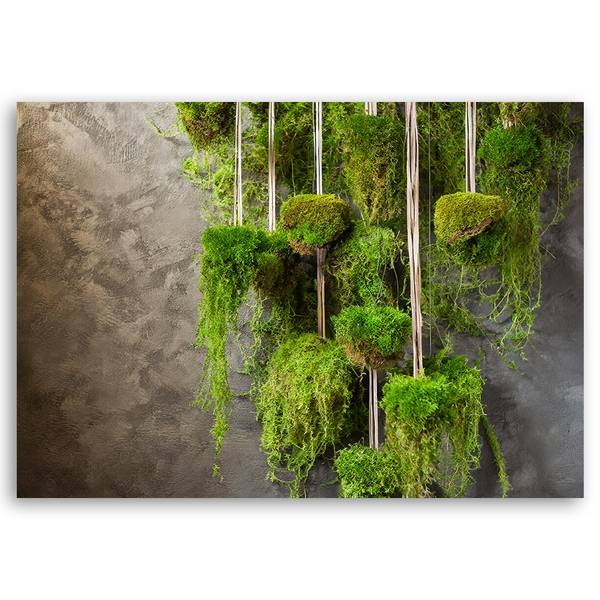 Wandbild botanik pflanzen moos