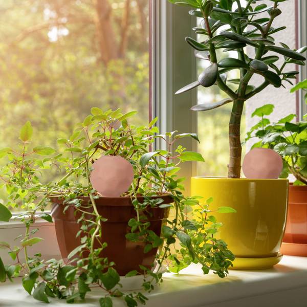 12x Ton Bewässerungskugeln Braun - Keramik - 6 x 11 x 6 cm