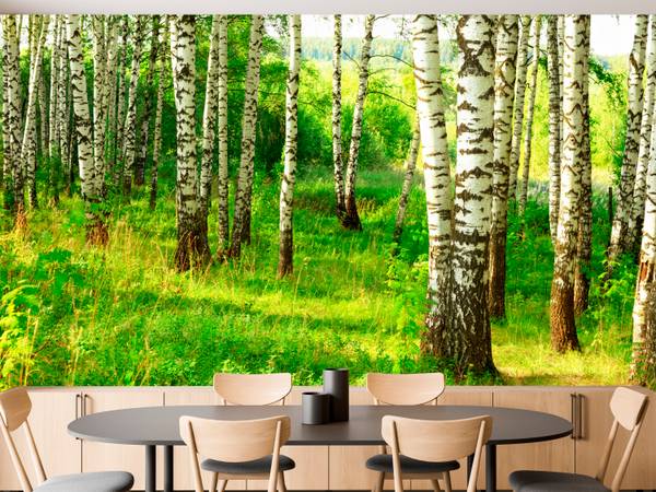 Fototapete Birkenwald Bäume Pflanzen 250 x 175 x 175 cm