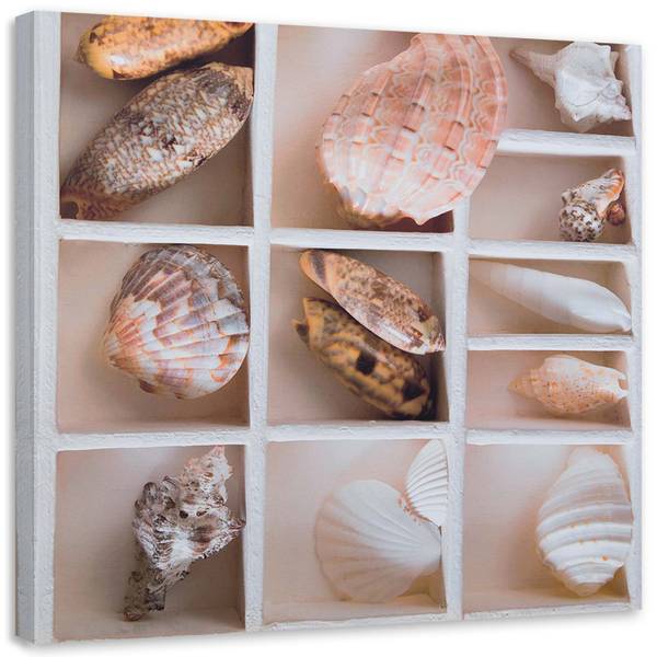 Wandbild sortierte muscheln in einer 30 x 30 cm