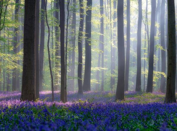 Panorama-Tapetehyazinthen und unterholz Grün - Papier - 364 x 270 x 1890 cm