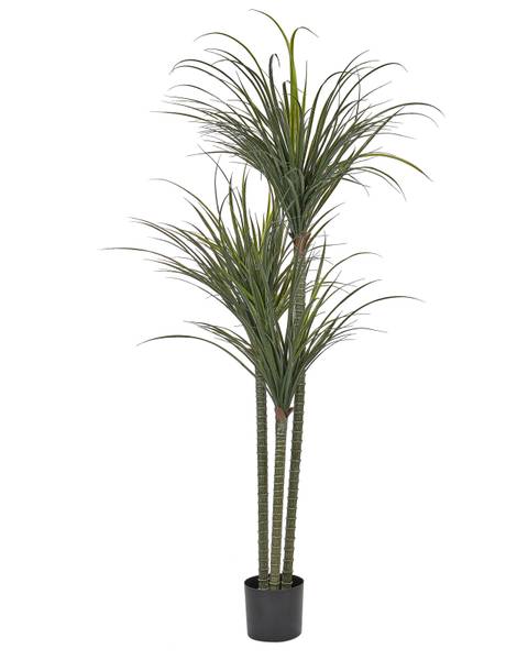 Kunstplant DRACAENA ANITA 88 x 198 x 88 cm