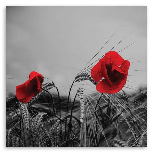 Bilder Lila Mohnblumen Natur Pflanzen 30 x 30 cm