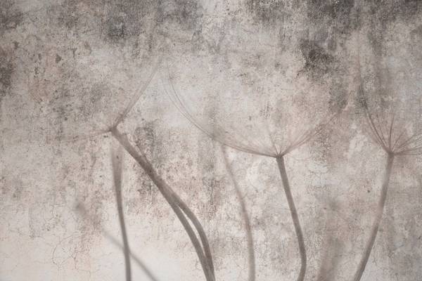 Fototapete PUSTEBLUMEN Löwenzahn Retro 400 x 280 x 280 cm