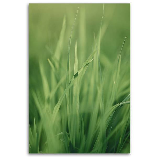 Wandbild grashalm 80 x 120 cm