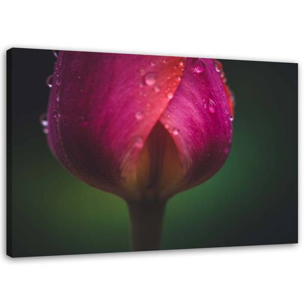 Canvas schilderij knop en dauw 60 x 40 cm