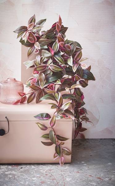 Kunstpflanze Tradescantia Burgunderrot