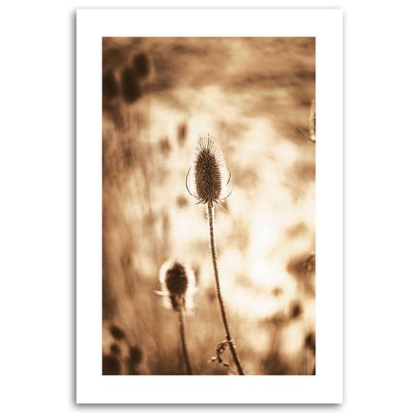 Wandbild getrocknete pflanzen 70 x 100 cm