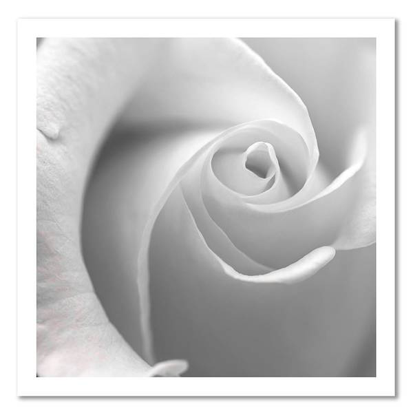 Tableau déco gros plan sur une rose 50 x 50 cm
