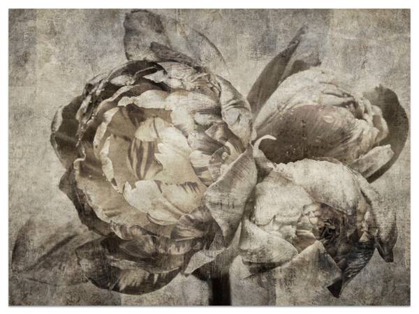 Fototapete Blumen Pfingstrosen Beton 200 x 140 x 140 cm