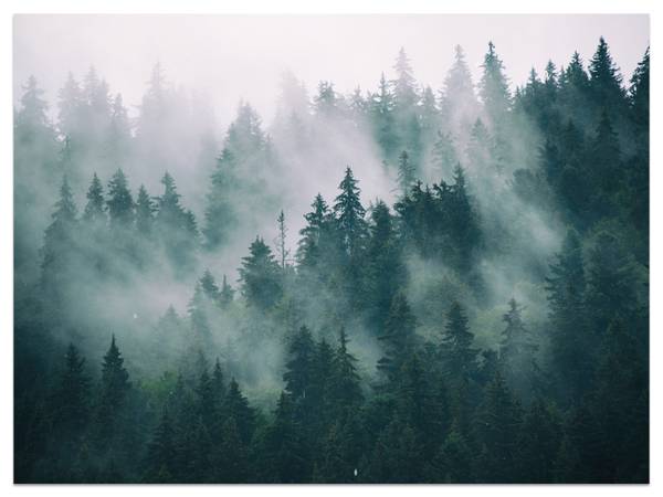 Fototapete Nebel Wald Natur Bäume 300 x 210 x 210 cm