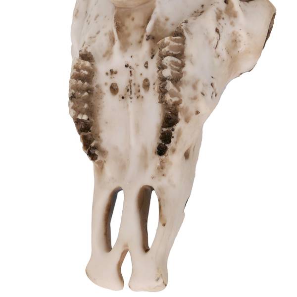 Deko Schädel Q11 Beige - Polyresin - 41 x 43 x 12 cm