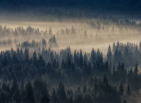 Fototapete Wald im Nebel Beige - Schwarz - Blau - Grau - Grün - Vinyl - 350 x 255 x 1 cm