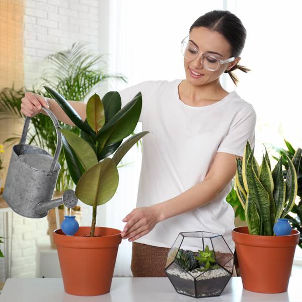 Waterdruppelaar planten set van 4 blauw - bruin - keramiek - 6 x 12 x 6 cm