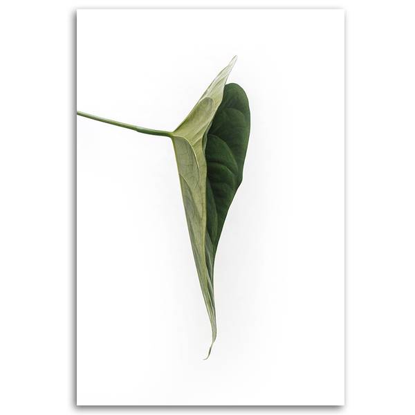 Canvas schilderij Botanisch 70 x 100 cm