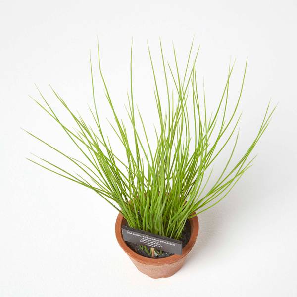 Ciboulette Artificielle AP1551 Vert - Polyéthylène - 10 x 28 x 28 cm