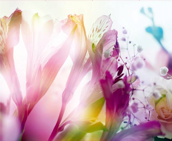 papier peint panoramique fleurs Rose foncé - Polaire - 375 x 270 x 270 cm