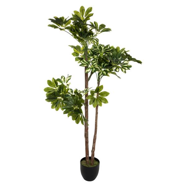 Künstliche Schefflera SCHEFFLERA Grün - Kunststoff - 65 x 135 x 70 cm