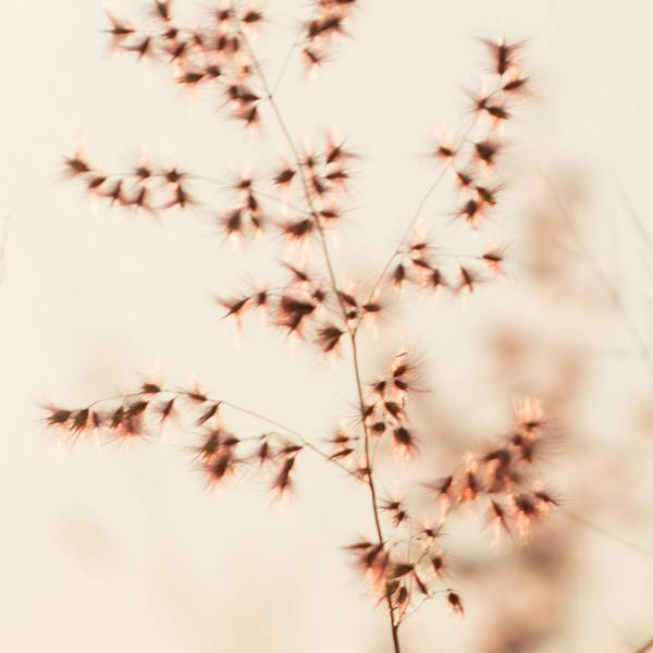 Panorama-Tapete Pampa Beige - Papier - 384 x 270 x 384 cm