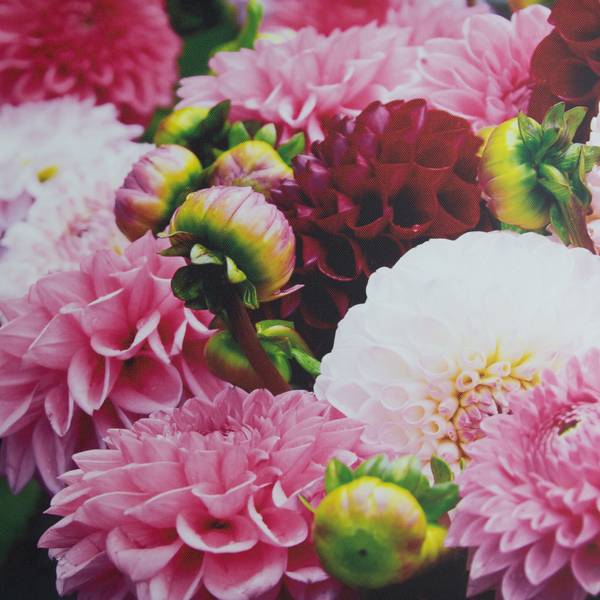 Leinwandbild Dahlia Pink - Baumwollstoff - 50 x 50 x 2 cm