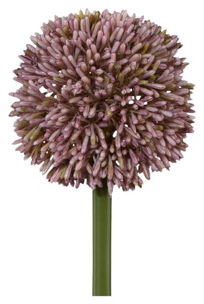 Allium ALLIUM II Pink - Holzwerkstoff - 1 x 1 x 1 cm