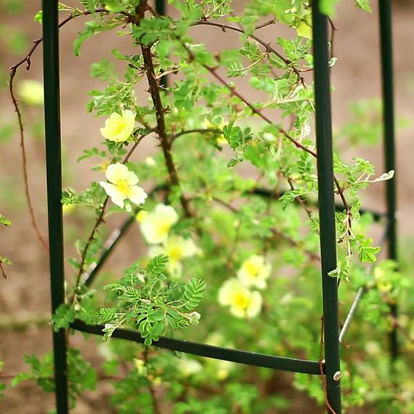 Garten Rankturm Metall ca. 190 cm spitz kaufen