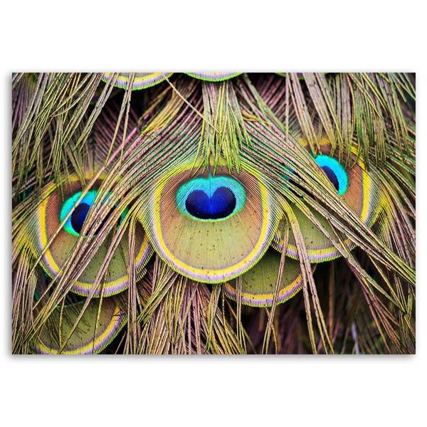 Wandbild pfauenfeder 120 x 80 cm