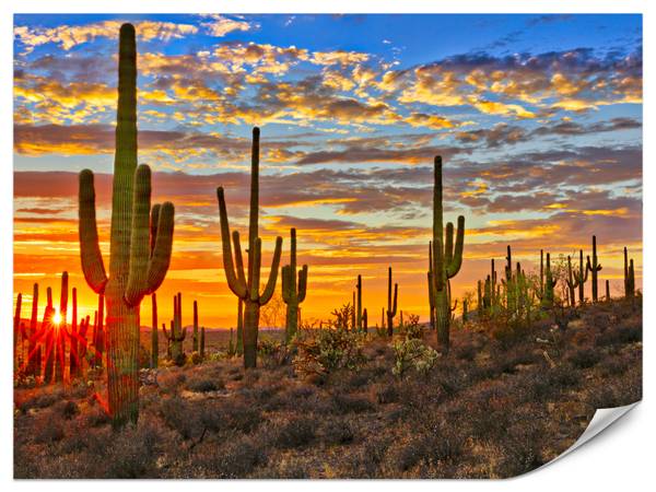 Fototapete Wüsten Sonnenuntergang Kaktus 200 x 140 x 140 cm