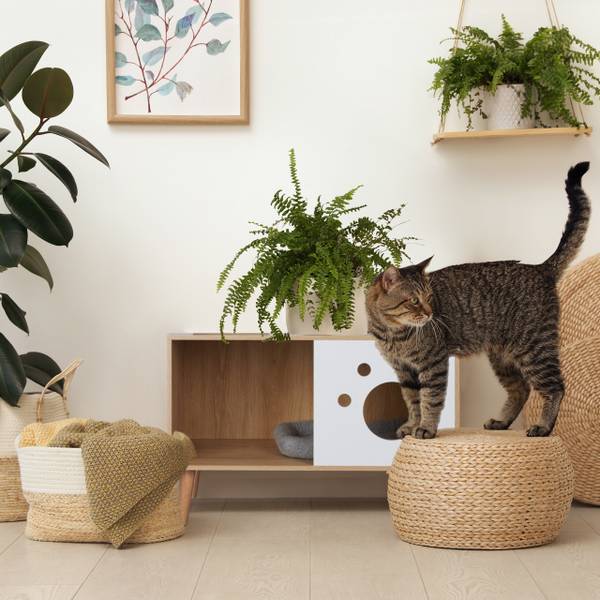 Meuble de toilette pour chat avec porte Marron - Blanc - Bois manufacturé - 75 x 50 x 40 cm