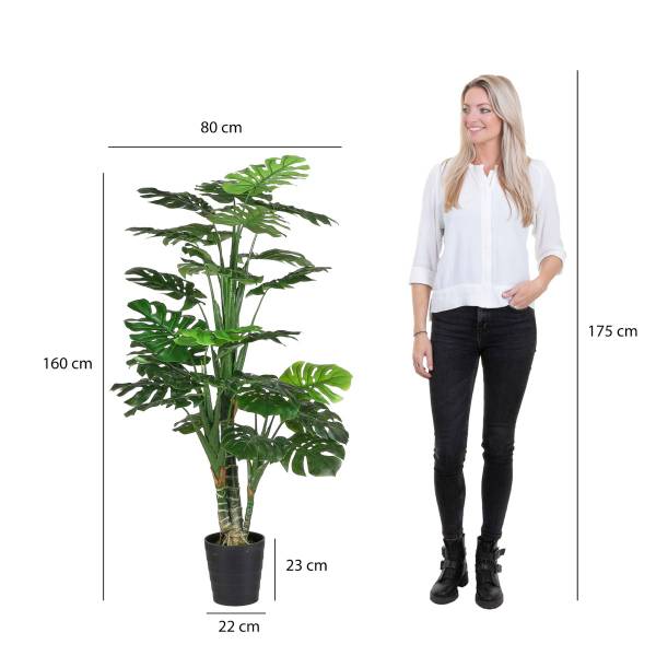 monstera mint adansonii Monstera Adansonii Variegated Mottled | Uprooted