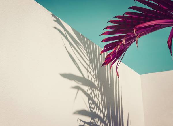 Fotobehang Palmbladschaduwen beige - roze - violet - turquoise - wit - vinyl - 350 x 255 x 1 cm