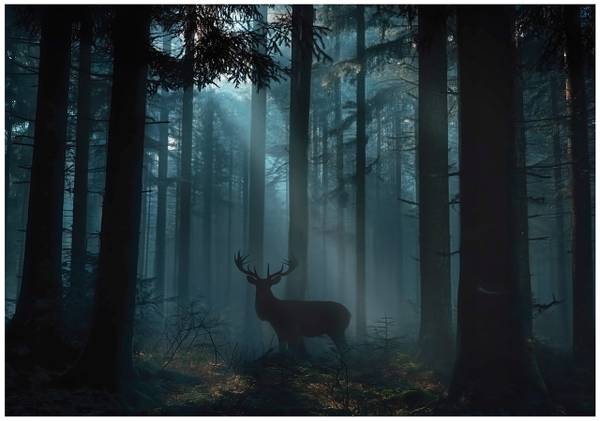 Fotobehang Bos 350 x 250 cm