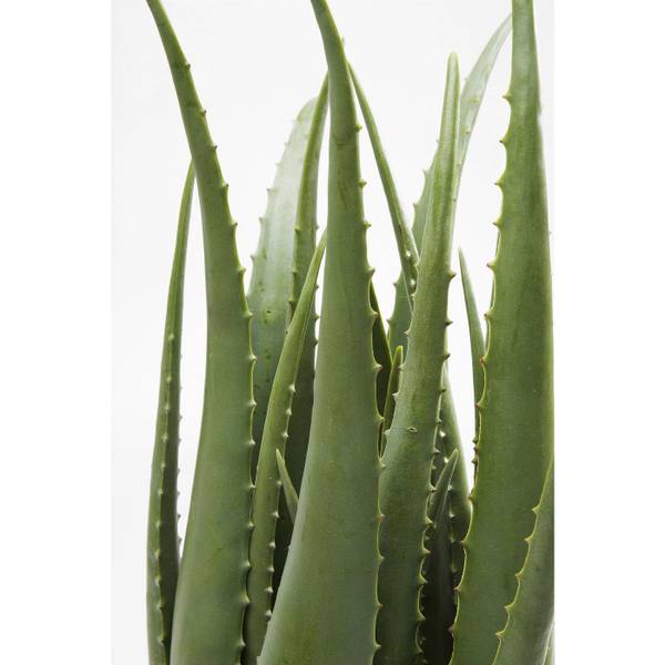 Plante décorative Aloe 69cm Vert - Matière plastique - 20 x 69 x 20 cm