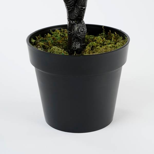 d. marginata Dracaena Marginata | Tropical Houseplant